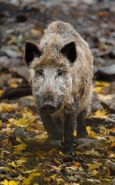 Foto porträt eines wildschweins im zoo