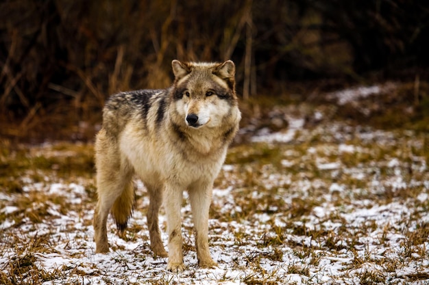 Porträt eines Wolfes, der auf einem Schneefeld steht