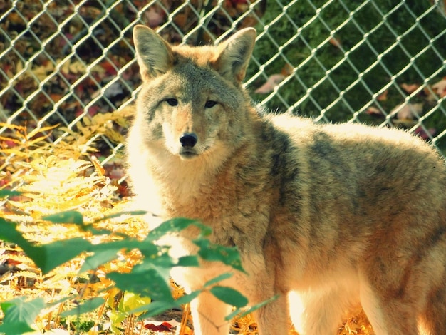 Porträt eines Wolfes, der im Freien steht