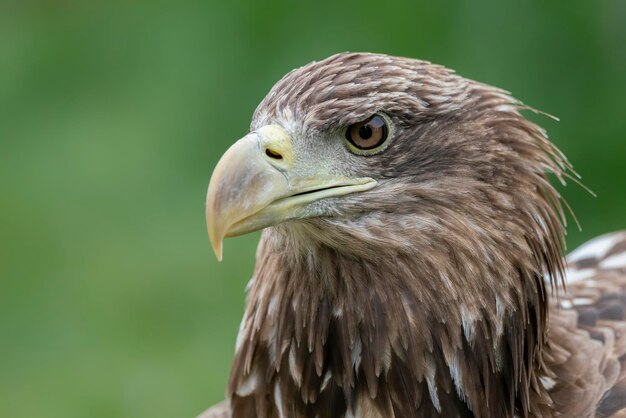 Porträt eines wunderschönen Seeadlers (Haliaeetus albicilla).