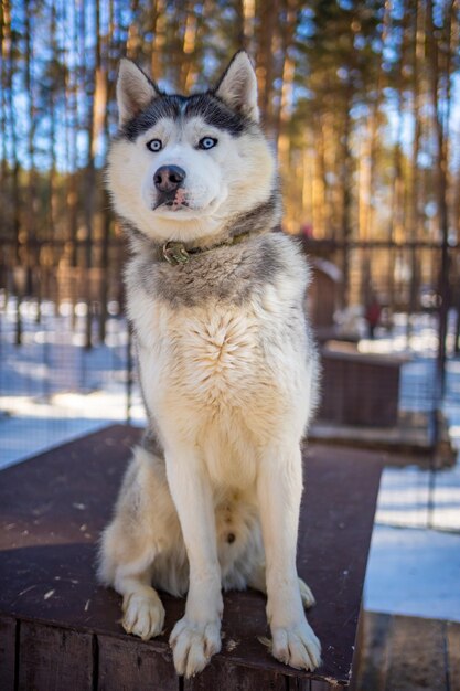 Porträt eines wunderschönen süßen und glücklichen sibirischen husky-hundes, der auf einer hundefarm in der nähe von kemerovo sibirien ru steht