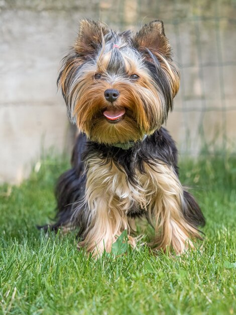 Foto porträt eines yorkshire terriers