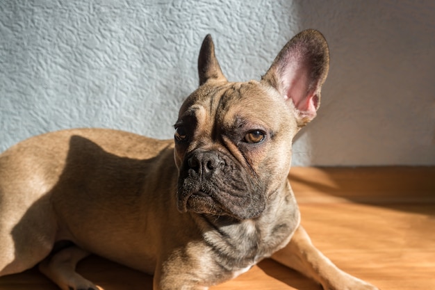 Porträt entzückender französischer Bulldoggenhund, der auf dem Boden liegt