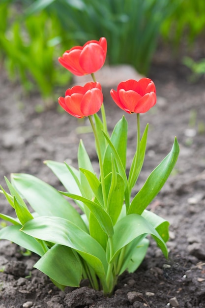 Foto porträt frische rote tulpen drei wachsen zusammen nahaufnahme foto wachsen sie in der natur im garten auf der straße