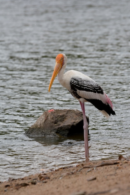 Porträt gemalter Storchvogel in See.