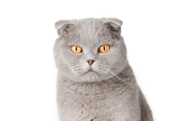 porträt graue katze scottish fold mit gelben augen isoliert