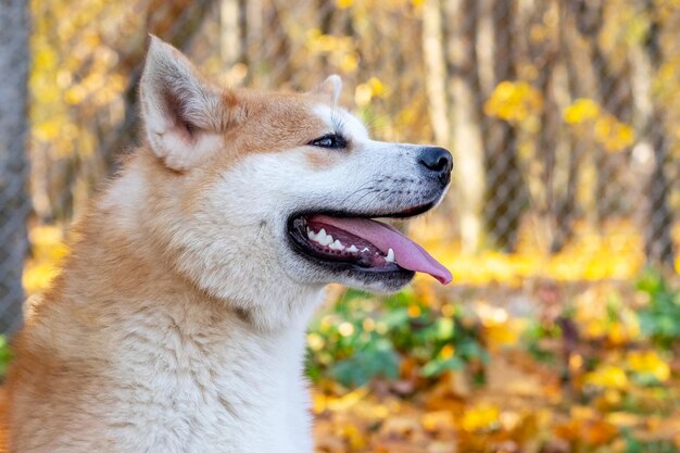 Porträt im Profil eines Akita-Hundes in einem Herbstpark