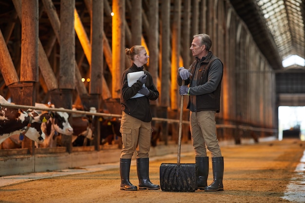 Porträt in voller Länge von Vater und Tochter, die im Kuhstall stehen und sprechen, während sie auf Familienfarm arbeiten, kopieren Raum