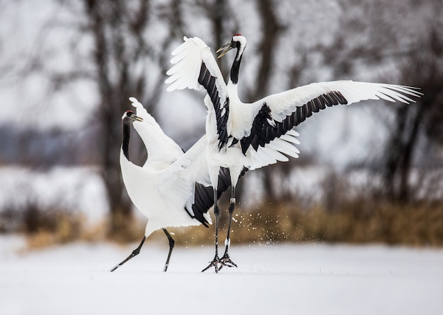 Porträt japanischer Kraniche in der Natur