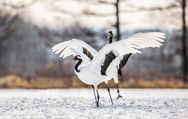 Porträt japanischer Kraniche in der Natur