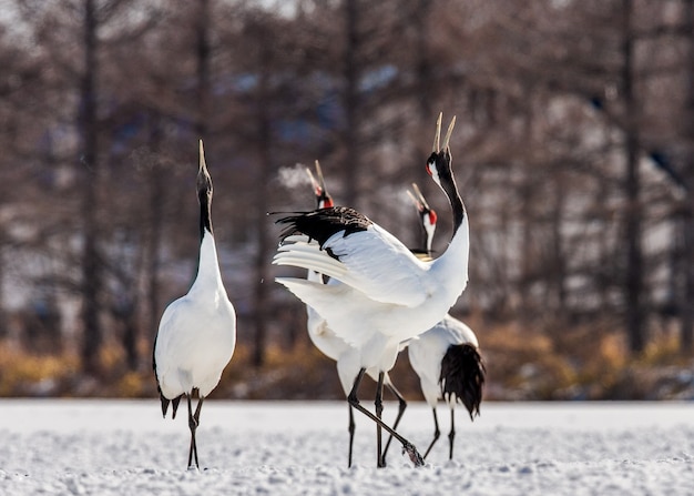 Porträt japanischer Kraniche in der Natur