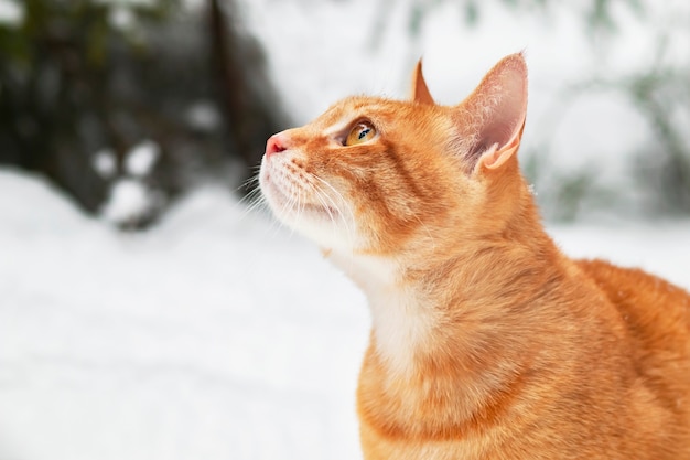 Porträt, Nahaufnahme einer Ingwerkatze im Profil, in den Sonnenstrahlen gegen Winterwald.