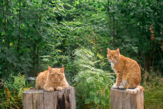 Porträt, Nahaufnahme einer Ingwerkatze in einem Schal, in den Sonnenstrahlen auf einem Waldhintergrund. Außenbereich