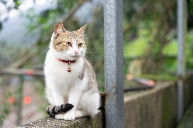 Porträt Nette Katze, die vor dem Haus sitzt