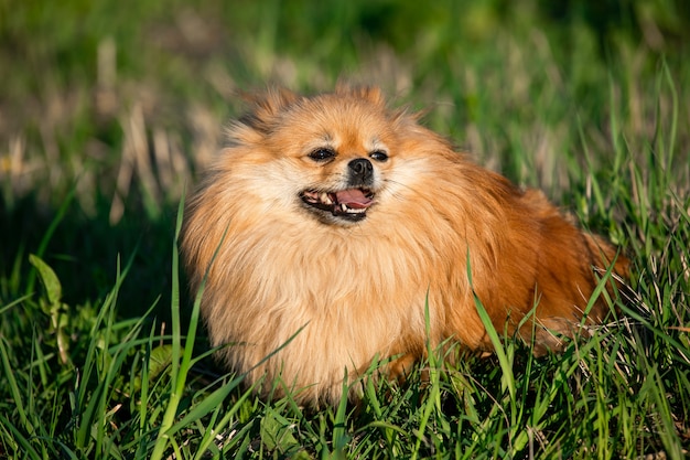 Porträt niedlichen roten Pommerschen auf dem Hintergrund des grünen Grases, im Freien. Sonniger Tag, der Hund lächelt