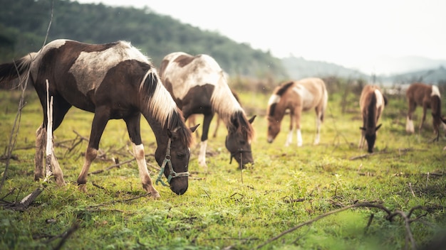 Foto porträt pferd auf dem feld