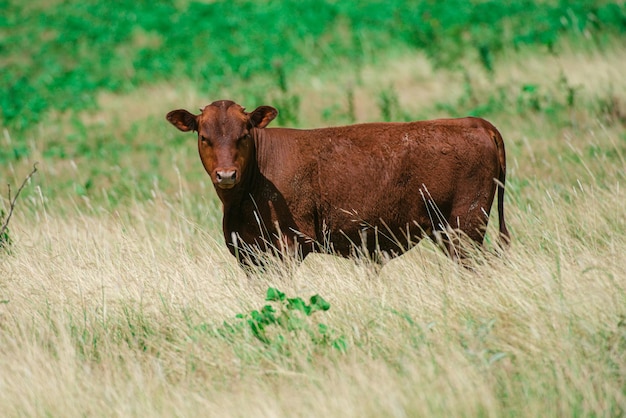 Porträt schöner brauner Kälber auf einer frischen grünen Wiese, die nebeneinander stehen und in die Kamera schauen