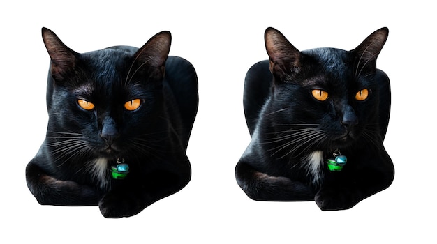 Porträt sitzende schwarze Katze isoliert auf weißem Hintergrund mit Beschneidungspfad