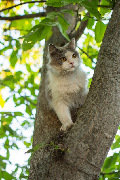 Porträt süßes Kätzchen klettert zwischen Ästen in einem Garten Schöne Katze, die auf einem Baum sitzt