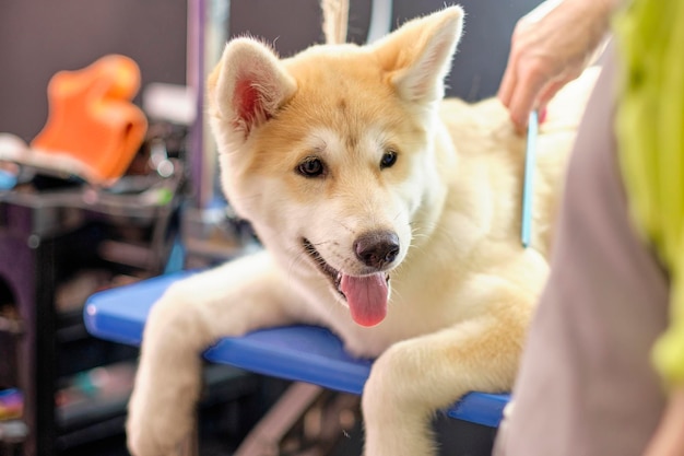 Porträt von Akita Inu Nahaufnahme neben dem Meister der Pflege und Wartung von Hunden