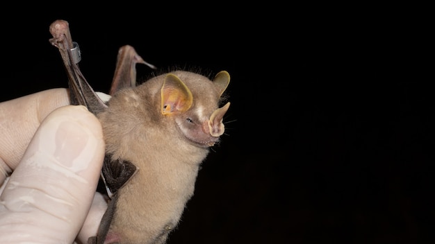 Foto porträt von artibeus cinereus.