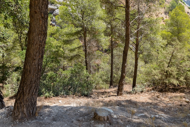 Porträt von Bäumen am kleinen Weg des Königs in Malaga Spanien