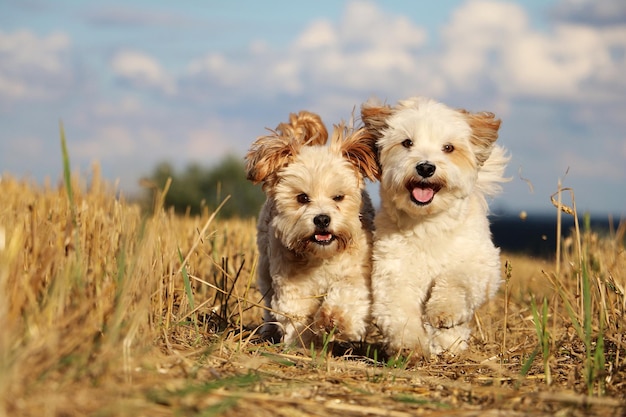Porträt von behaarten Hunden, die auf dem Feld laufen