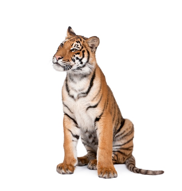 Porträt von Bengal Tiger, Panthera Tigris Tigris, sitzend