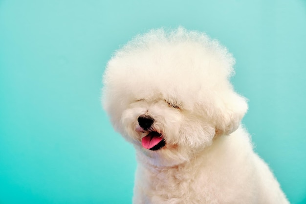 Porträt von Bichon Frise Nahaufnahme auf türkisfarbenem Hintergrund