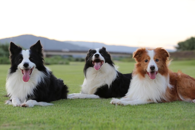 Porträt von Border Collie, die sich auf einem grasbewachsenen Feld gegen den Himmel entspannen