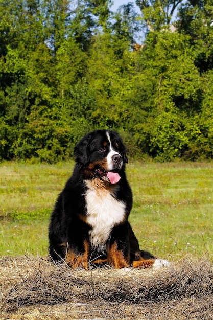 Foto porträt von bouvier berner berghund