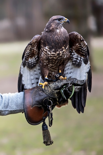 Porträt von Buteo Buteo