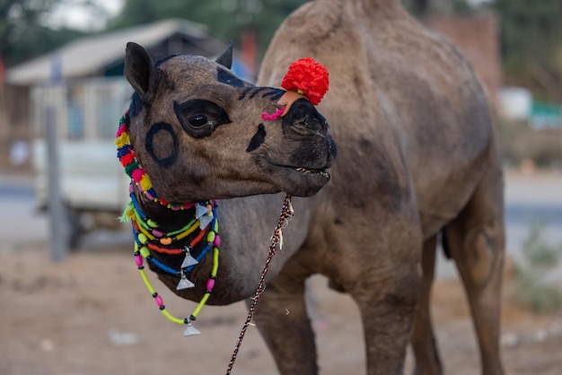 Porträt von Camel am Messegelände in Pushkar während der Messe für den Handel. Selektiver Fokus auf Kamel.