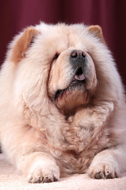 Porträt von Chow-Chow-Hund, Canis Lupus Familiaris