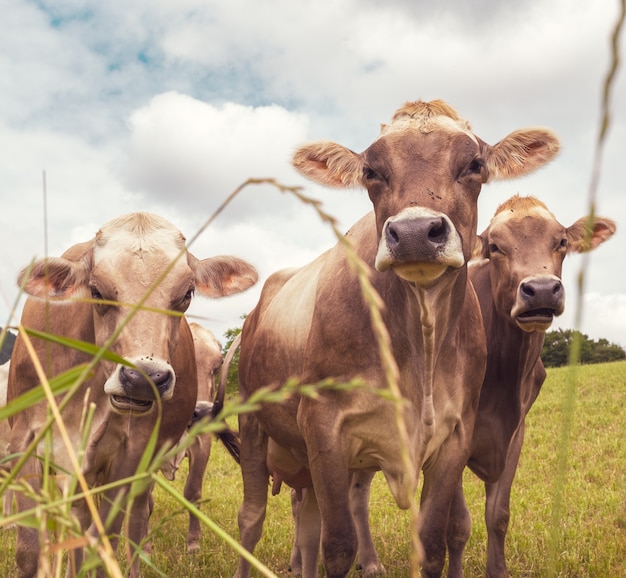 Porträt von drei Aubrac-Kühen in der Natur