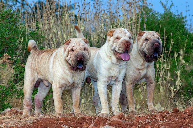 Porträt von drei reinrassigen Shar Pei-Hunden auf dem Gebiet mit blauem Himmelshintergrund