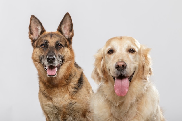 Porträt von ein paar ausdrucksstarken Hunden, einem Deutschen Schäferhund und einem Golden Retriever-Hund vor weißem Hintergrund