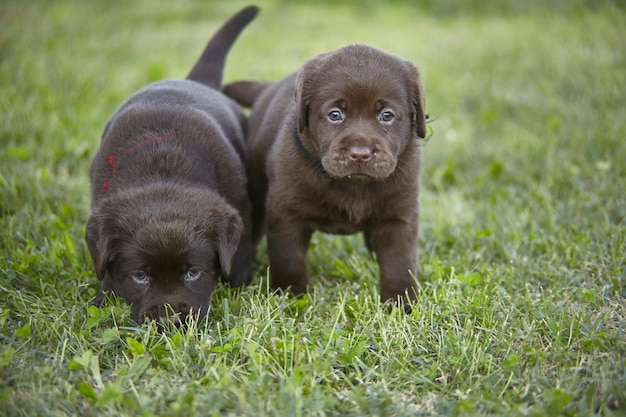 Porträt von ein paar Labrador-Welpen