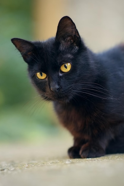 Foto porträt von einer schönen streunenden schwarzen katze mit gelben augen