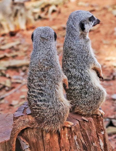 Porträt von Erdmännchen Suricata suricatta, afrikanisches einheimisches Tier, kleiner Fleischfresser aus der Familie der Mungos.