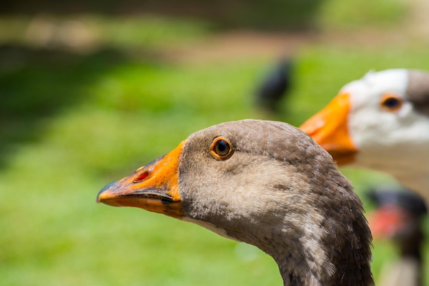 Porträt von Gänsen hautnah