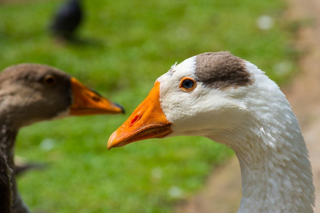 Porträt von Gänsen hautnah