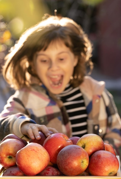 Porträt von Gärtnerkindermädchenhänden pflücken frische Äpfel aus Holzschubladenäpfeln