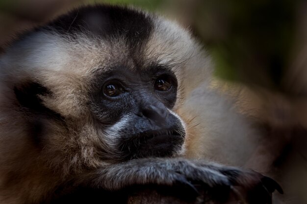 Porträt von Gibbon