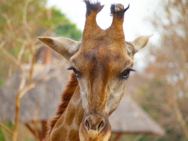 Porträt von Giraffe hautnah