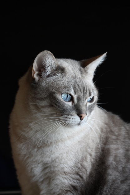 Foto porträt von grey cat mit blauen augen auf schwarzem hintergrund