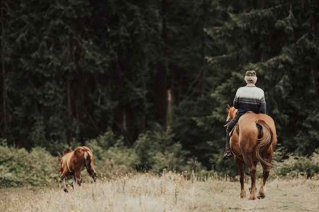 Porträt von hinten von cowboy-reitpferd im wald