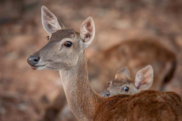 Porträt von Hirschen im Zoo
