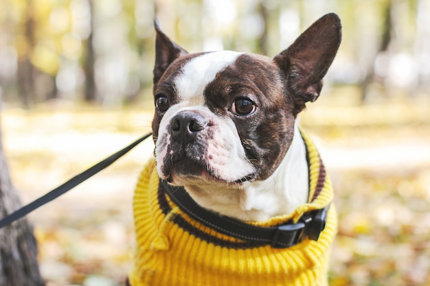 Porträt von Hund Bostons Terrier im Herbst Park