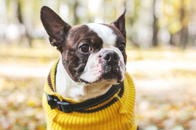 Porträt von Hund Bostons Terrier im Herbst Park